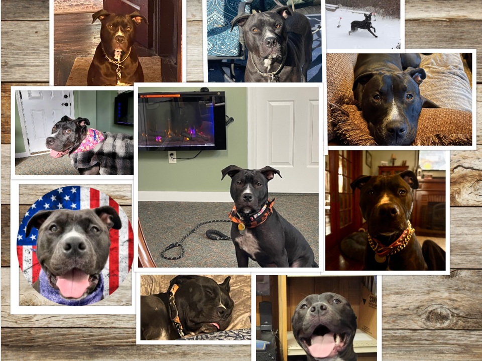 BooBoo’s Story: A Journey from Neglect to Triumph